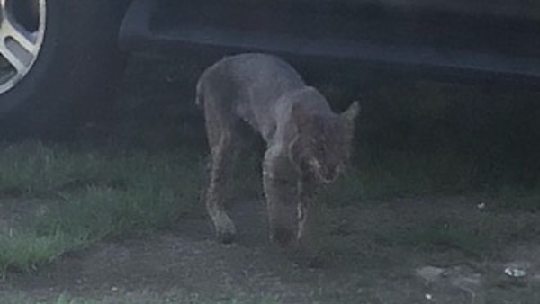 bobcat8