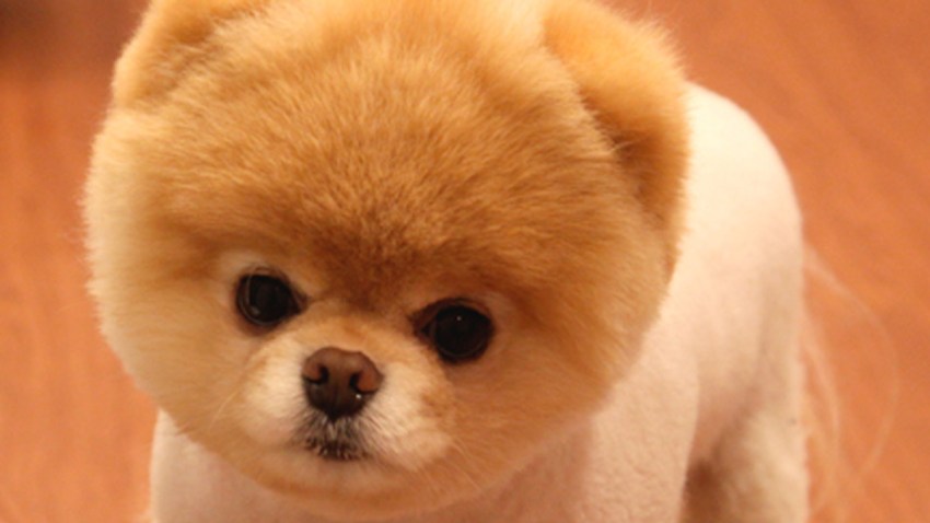 BOO -- The World's Cutest Dog(TM)