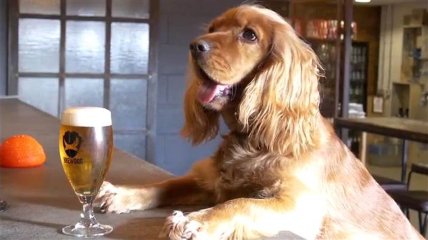 brew-dog-today-170217-tease_ce1564ad4fd9dd4f935c216394edac83.today-inline-large