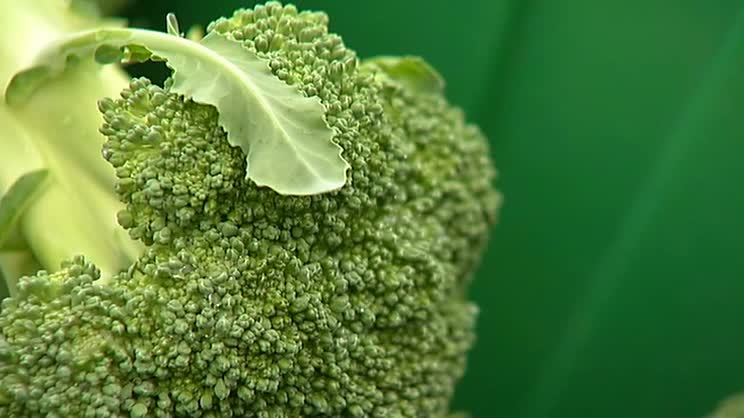 broccoli vegetable generic