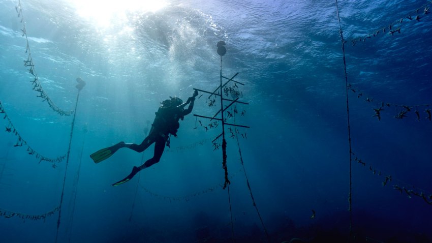 What Can Be Saved Coral Underwater Photo Gallery