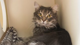 An "easy-going and friendly" cat is searching for his forever home after he was found frozen and stuck to a shipping container in Dedham, Massachusetts.