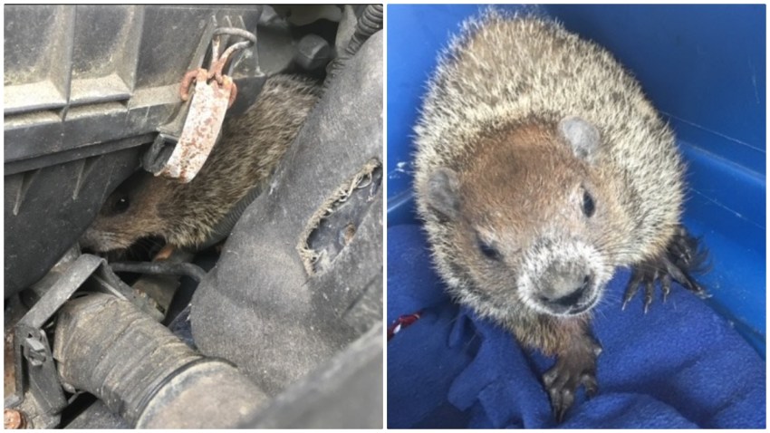 groundhog31