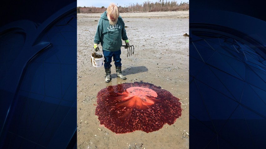 jellyfishVertical-Image