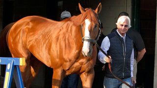 In this May 6, 2018, file photo, Justify, led by trainer Bob Baffert, emerges from Barn 33 to meet the public the morning after winning the 144th Kentucky Derby at Churchill Downs in Louisville, Ky.