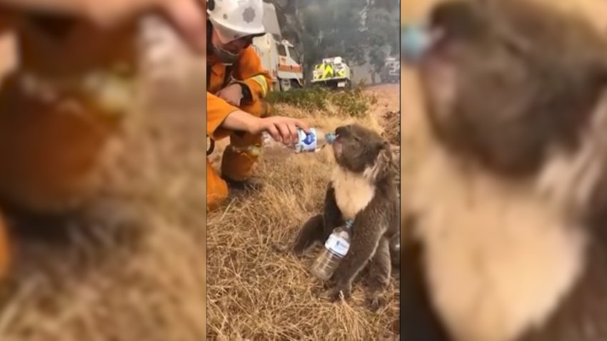 Fireman Helps Thirsty Koala During Australia Brush Fire
