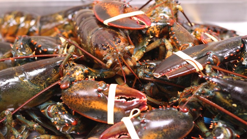 lobster mini season