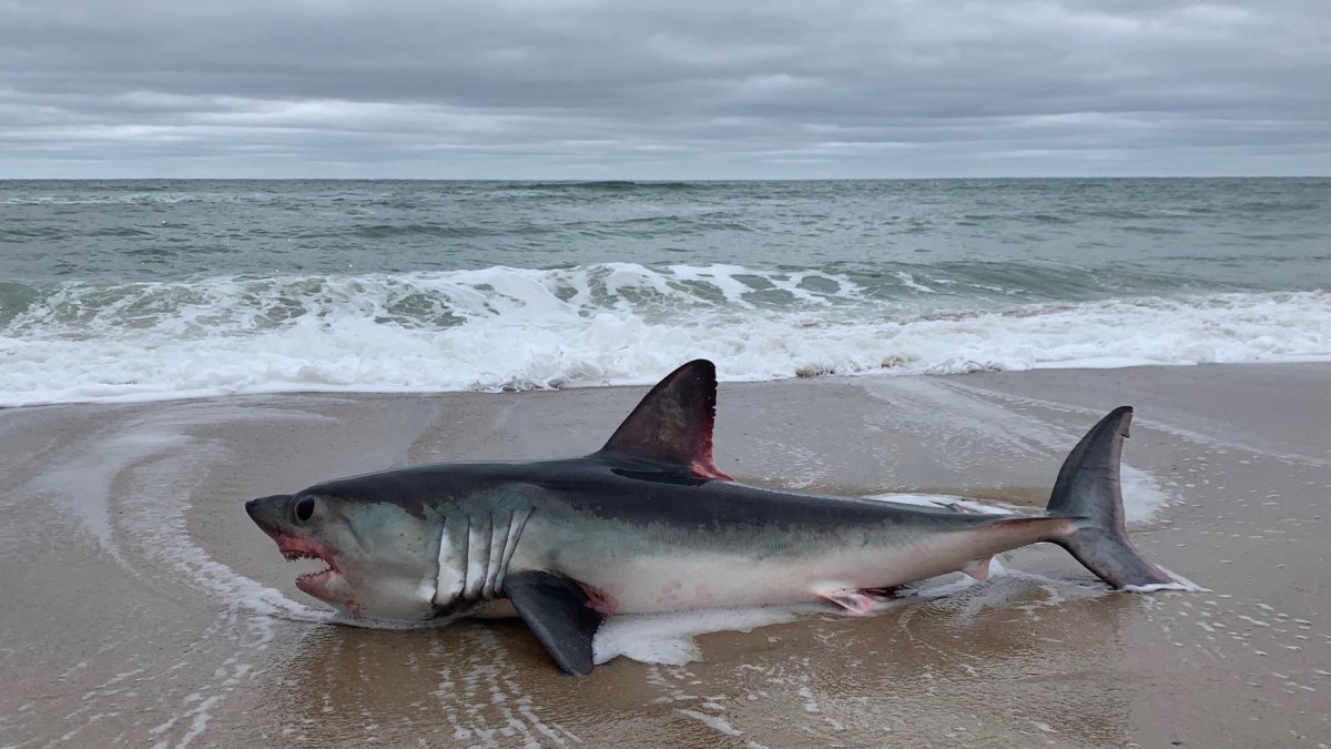 Marconi Beach Shark Porbeagle ?quality=85&strip=all&resize=1200%2C675