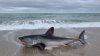 Close-Up Photo Shows Shark Washed Up on Cape Cod Beach