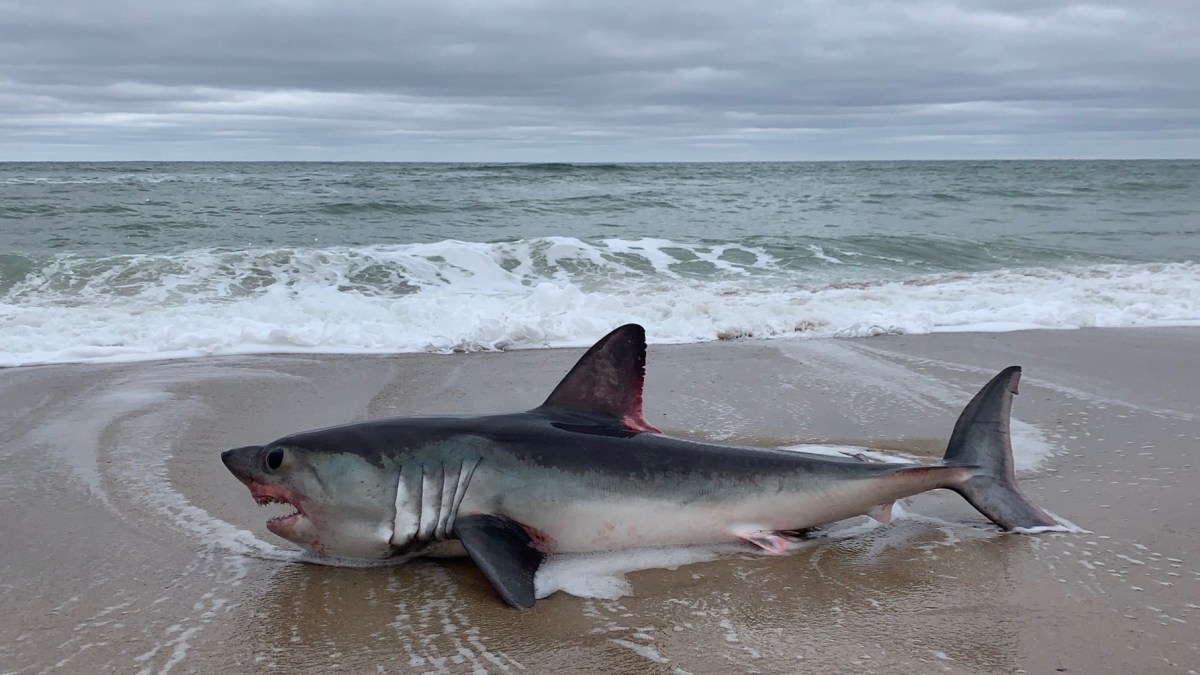 CloseUp Photo Shows Shark Washed Up on Cape Cod Beach NBC Boston