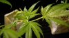 Lawmakers scrutinize Mass. marijuana regulations as they consider new bill