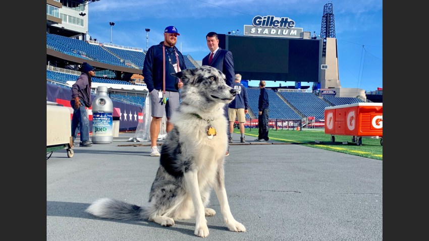 new-pats-pup-boyd
