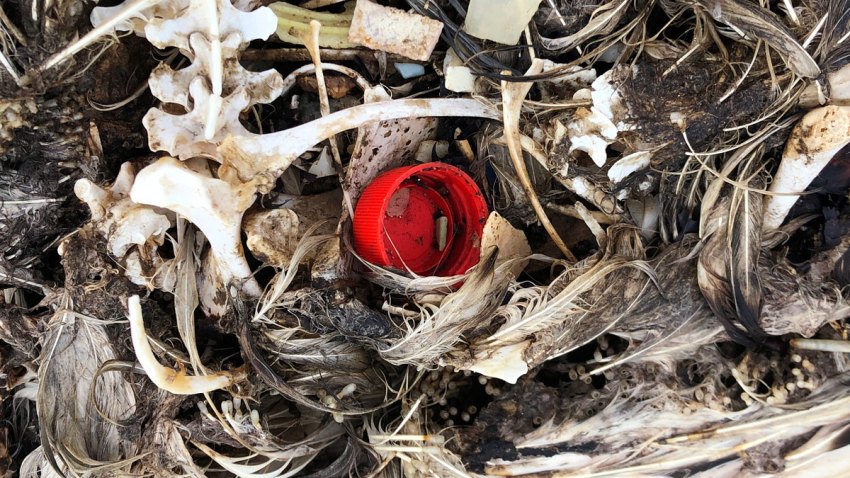 Seabird Sanctuary Plastic Death