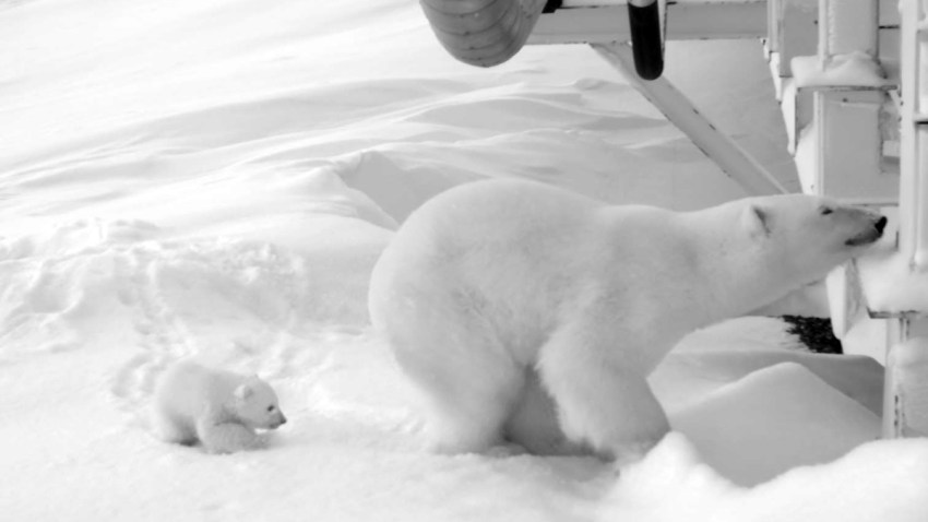 Bear Under the Bridge