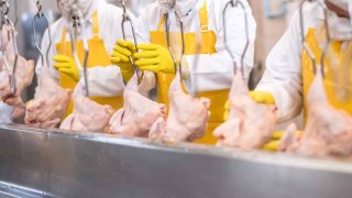 People working at a chicken factory