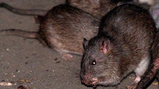 rats-generic722