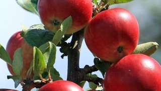 Health Foods Apples