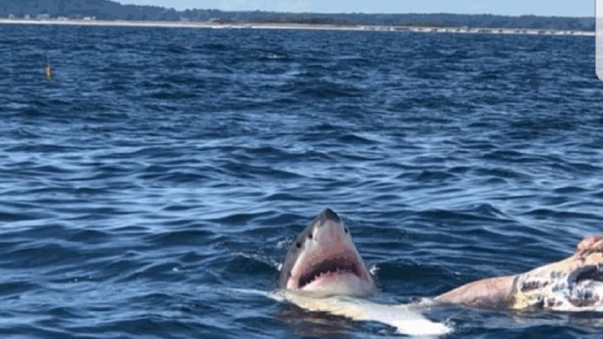 shark seen off duxbury beach