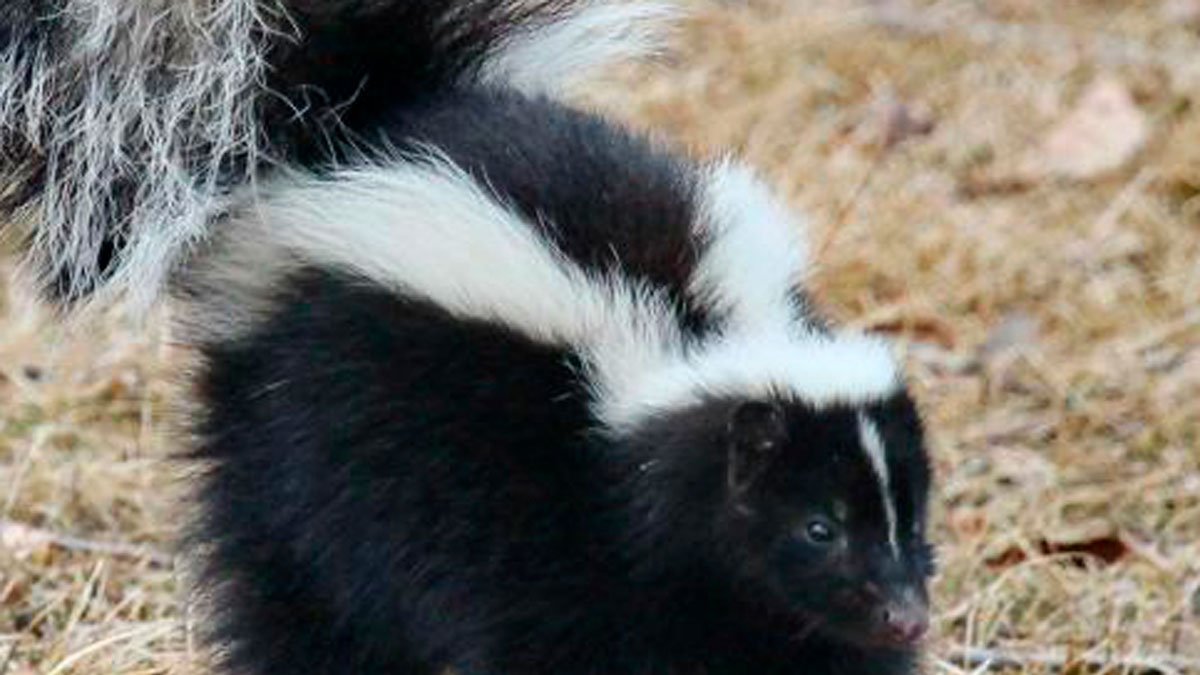 McKay School in Fitchburg closed after skunk sprays classroom – NBC Boston