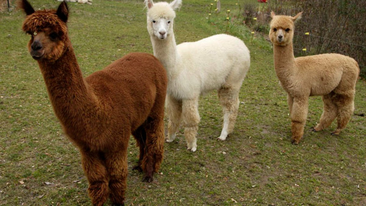 VT Alpaca Farm Buyer Admits COVID Fraud – NBC Boston