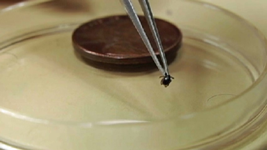 suffolk tick study