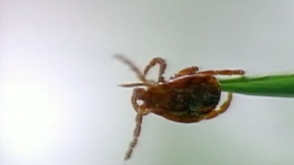 Here are the best natural ways to protect your lawn against ticks and mosquitoes