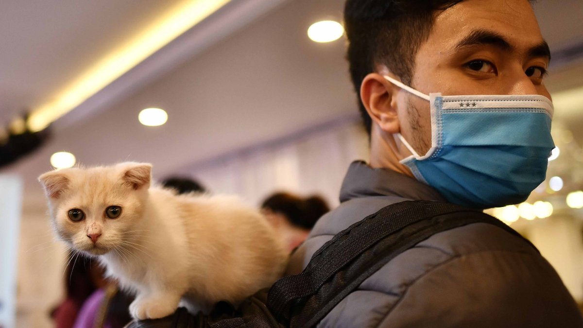 A Tiger Caught COVID19. That Doesn’t Mean Your Cat Will Infect You
