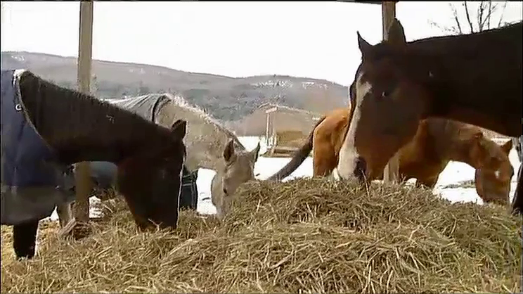 horse generic