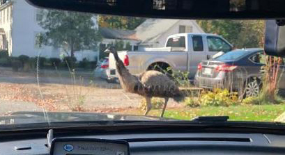 wayward emu