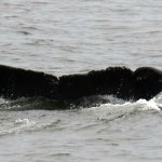 whale BHC 2