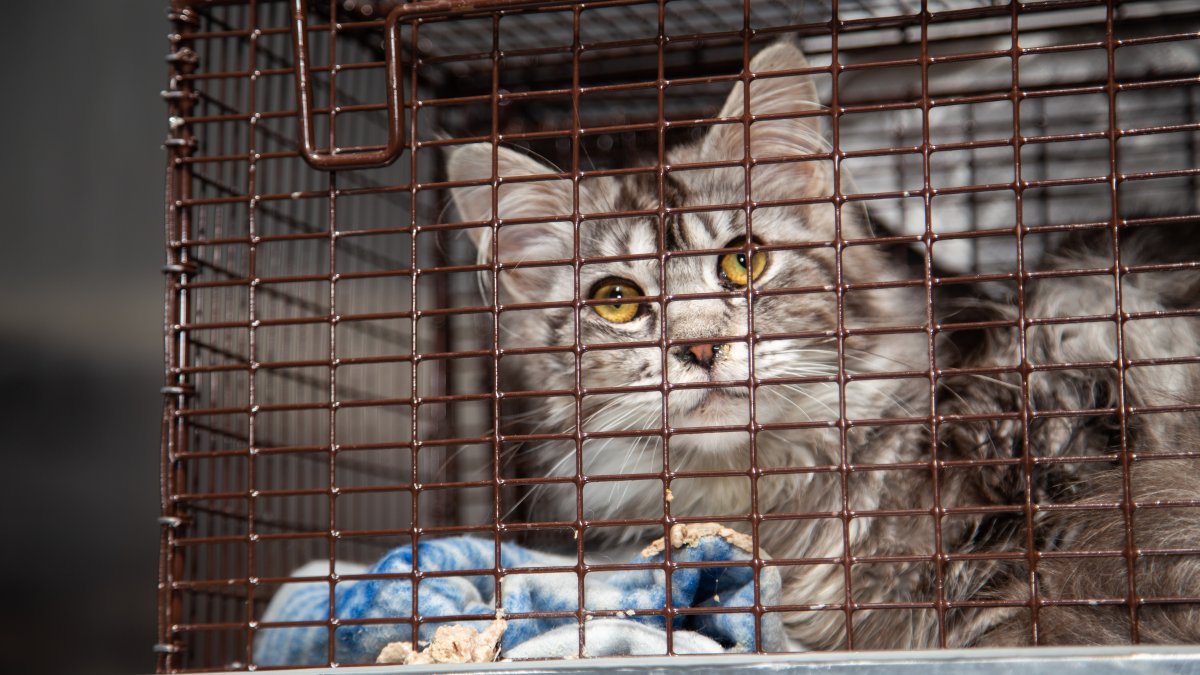 65 Cats Rescued From Martha's Vineyard Home – NBC Boston