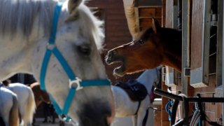 A horse neighs as he stands in a box at a equestrian club in Les Yvelines, French department west of Paris, Friday, Aug. 28, 2020. Armed with knives, some knowledge of their prey and a large dose of cruelty, attackers are going after horses and ponies in pastures across France in what may be ritual mutilations. Police are stymied by the macabre attacks that include slashings and worse. Most often, an ear, usually the right one, has been cut off, recalling the matador’s trophy in a bullring.