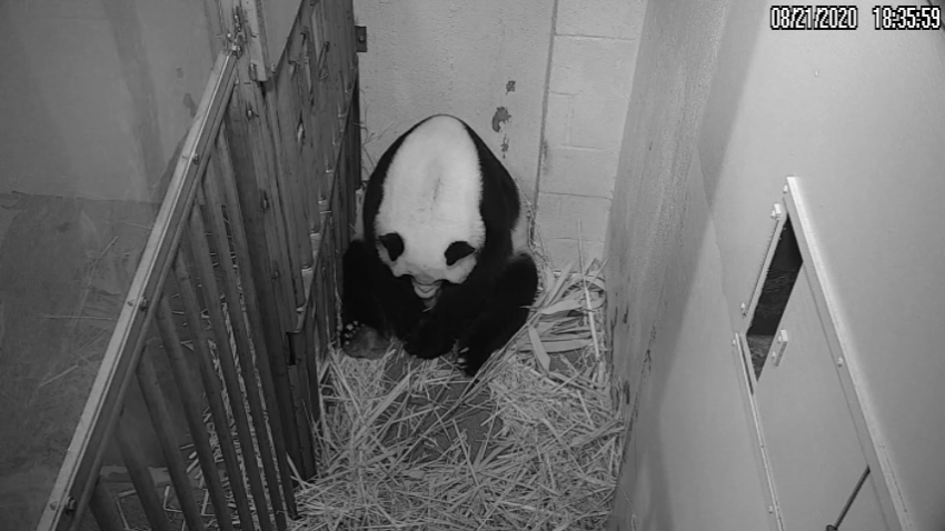 Giant panda Mei Xiang has given birth to a cub.