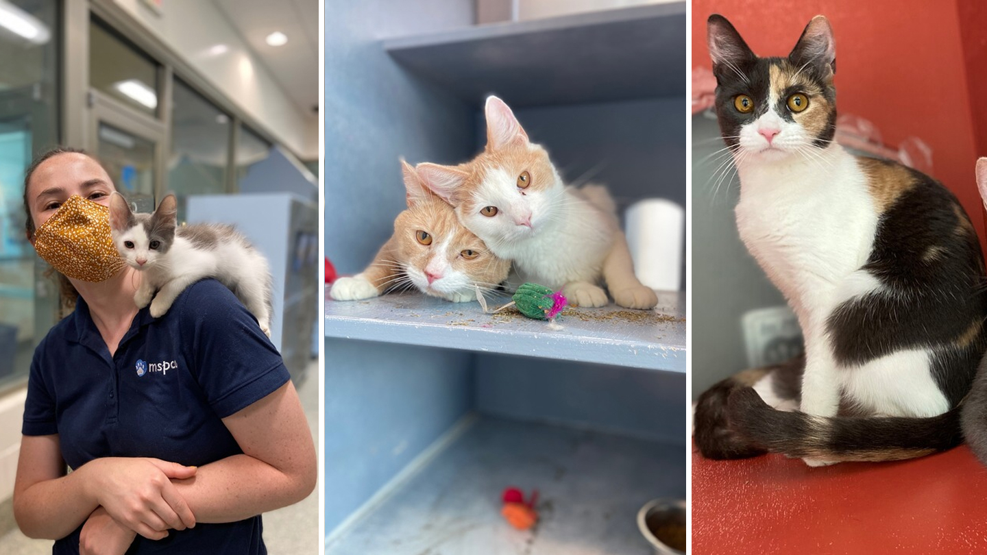 MSPCA Rescues 21 Cats Dogs From Hoarding House NBC Boston