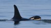 Mother orca known as Tahlequah is again spotted carrying a dead calf