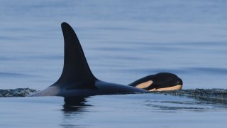 File photo of orca known as Tahlequah or J35