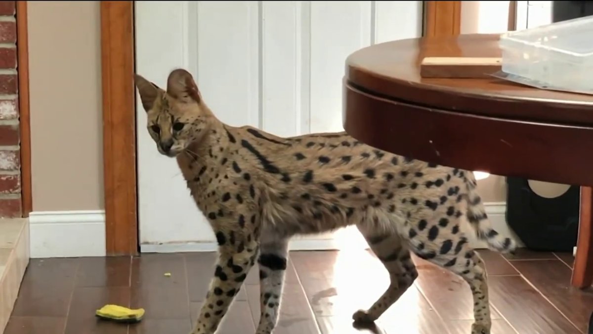 Legally Owned African Serval Goes Missing – NBC Boston