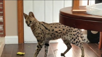 Legally Owned African Serval Goes Missing Nbc Boston,How To Bleach Clothes