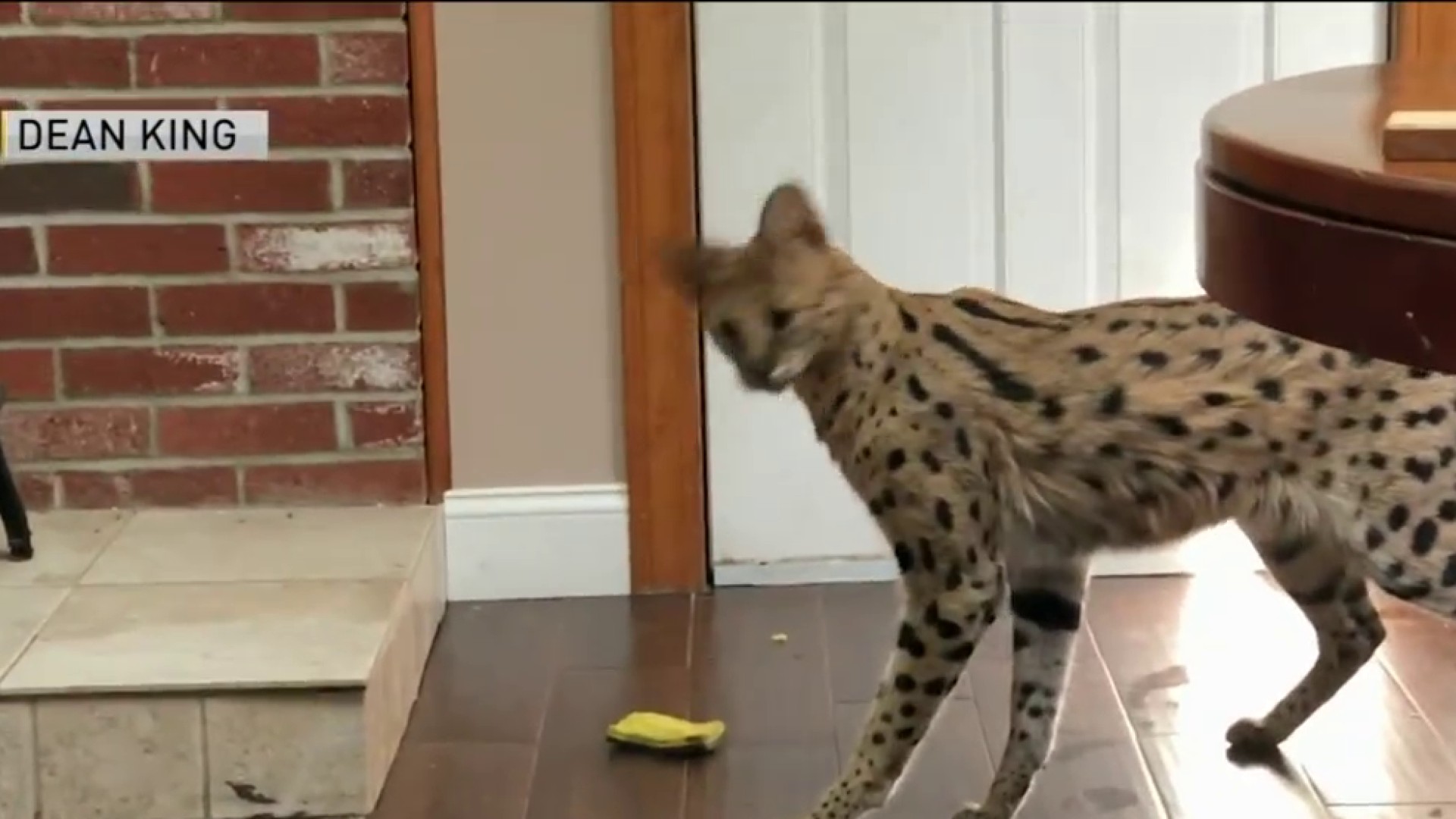 serval jungle cats