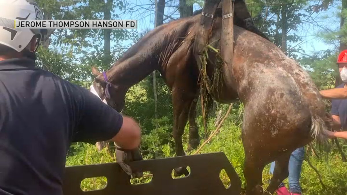 Woman Grateful to Crews Who Rescued Her Horse After Animal Got Stuck in ...