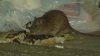Boston to host National Urban Rat Summit this fall