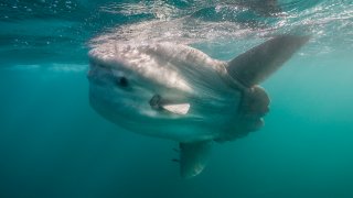 A sunfish swims near the surface of the water