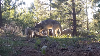 A female adult gray wolf, a yearling, and three pups walking in Lassen County in Northern California.