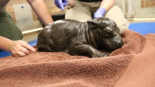 Baby pygmy hippo at Franklin Park Zoo.