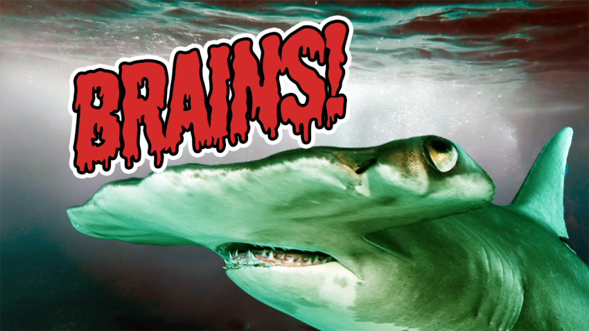 ‘Zombie' Researcher Shows Us Some Shark Brains