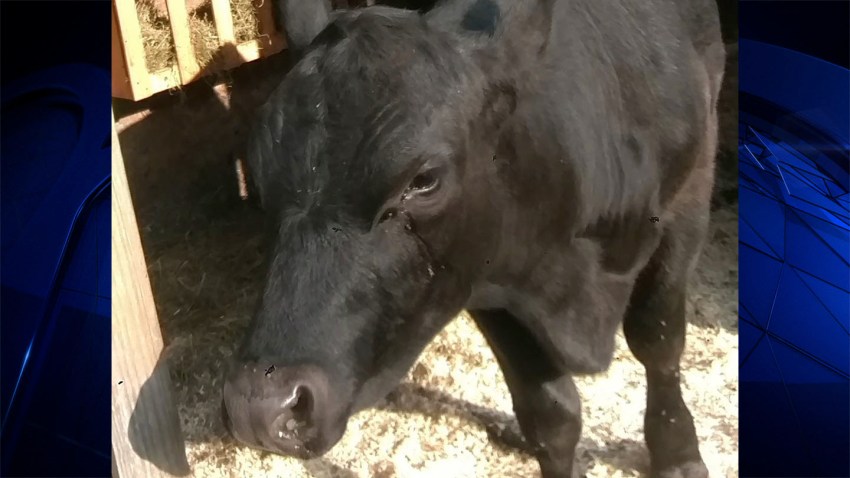 Willie the Steer Vermont Highway