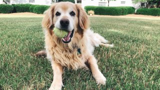 Charlie, a golden retriever.