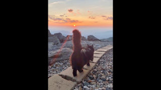 Marty the Mount Washington Observatory Cat