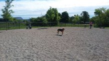 Paws and Play Dog Park