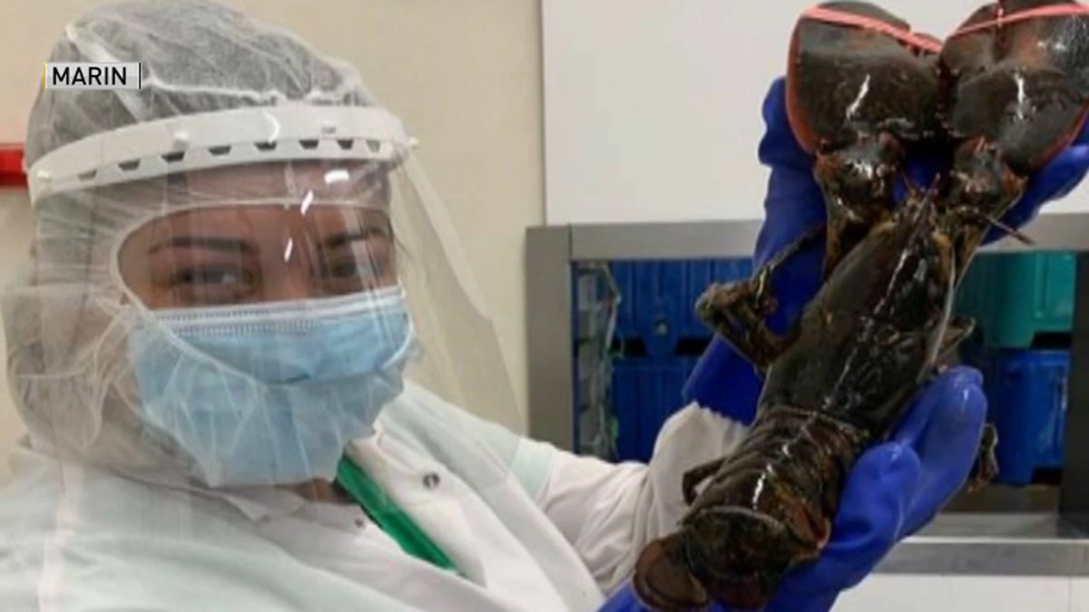 Maine Startup Sells LobsterBased Skin Cream for Eczema NBC Boston